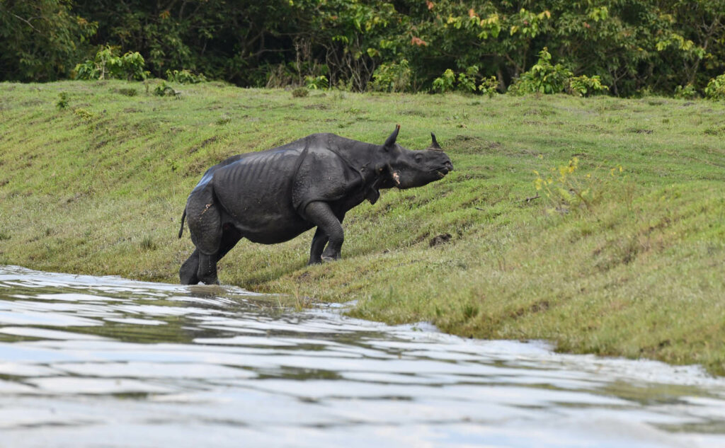 Jeep Safari in all ranges of Kaziranga National Park extended to 31st May 2022